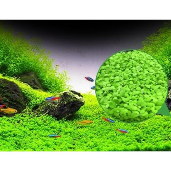 Hạt Giống Cỏ Tình Yêu Cho Hồ Cá Thủy Sinh
