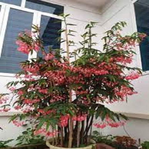 CHẬU CÂY TRÚC PHÁP (CÂY THU HẢI ĐƯỜNG ĐỨNG) CÂY ĐANG HOA RẤT ĐẸP