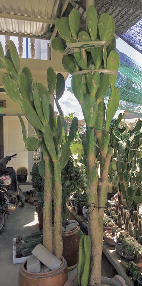 Xương rồng tai thỏ. ( Loại cao 2m )