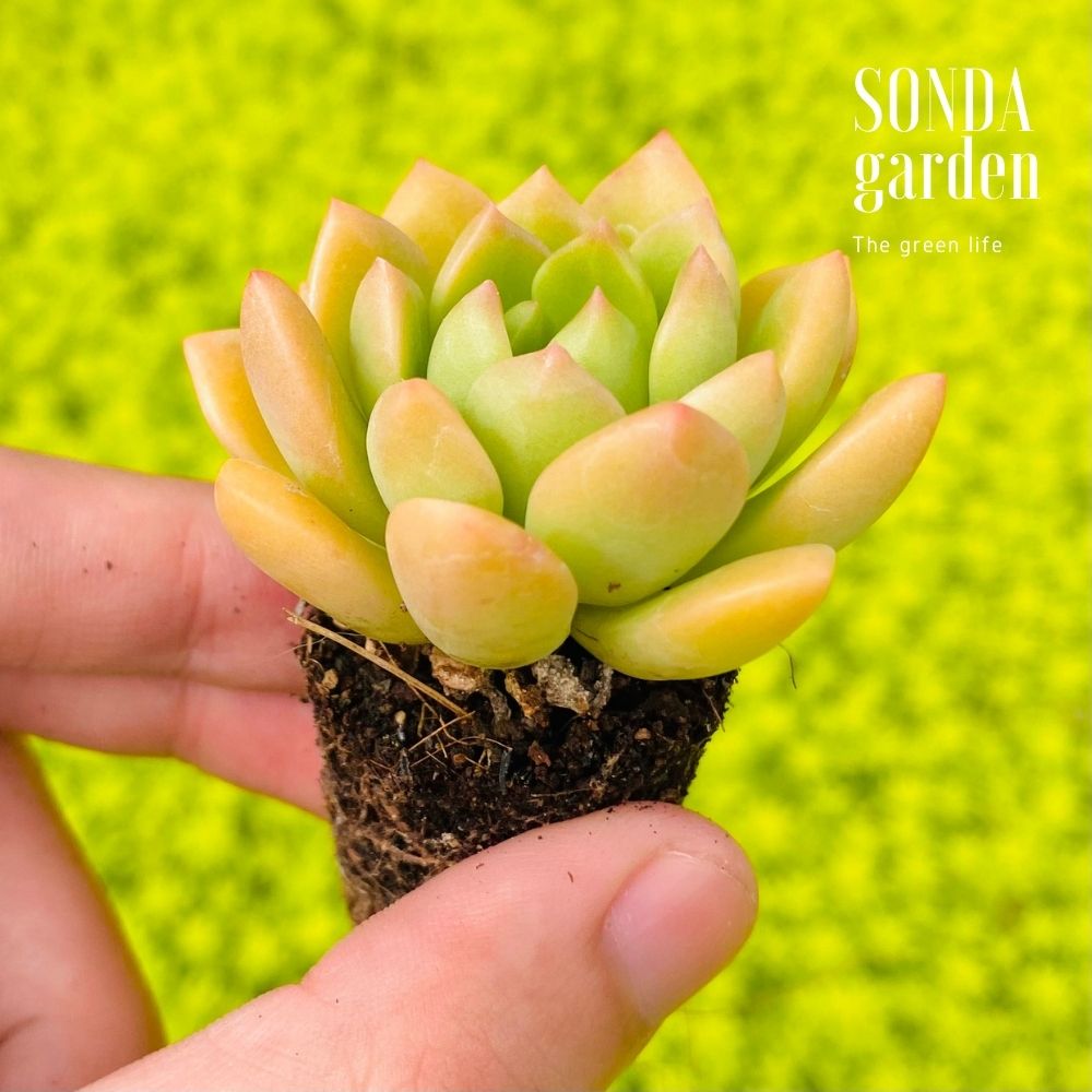 SEN ĐÁ MẶT TRỜI SIZE MINI KHOẺ ĐẸP LỖI 1 ĐỔI 1