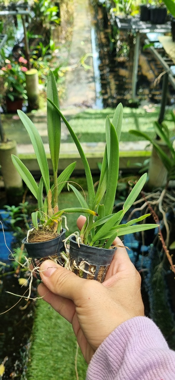 HOA LAN BRASS CANARY CÂY GIỐNG