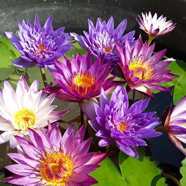 5 Hạt Giống Hoa Súng Mini Nhiều Màu