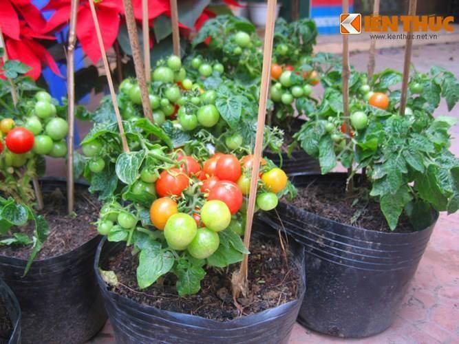 Hạt giống cà chua bi lùn đỏ 30 hạt/gói- ( TẶNG gói kích thích hỗ trợ hạt nảy mầm)