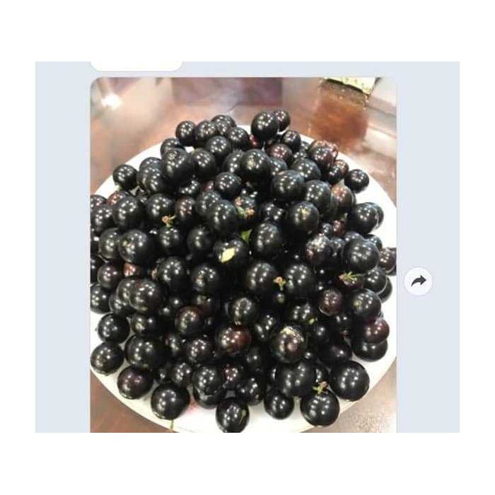 247A Gói 10 Hạt Giống Nho Thân Gỗ