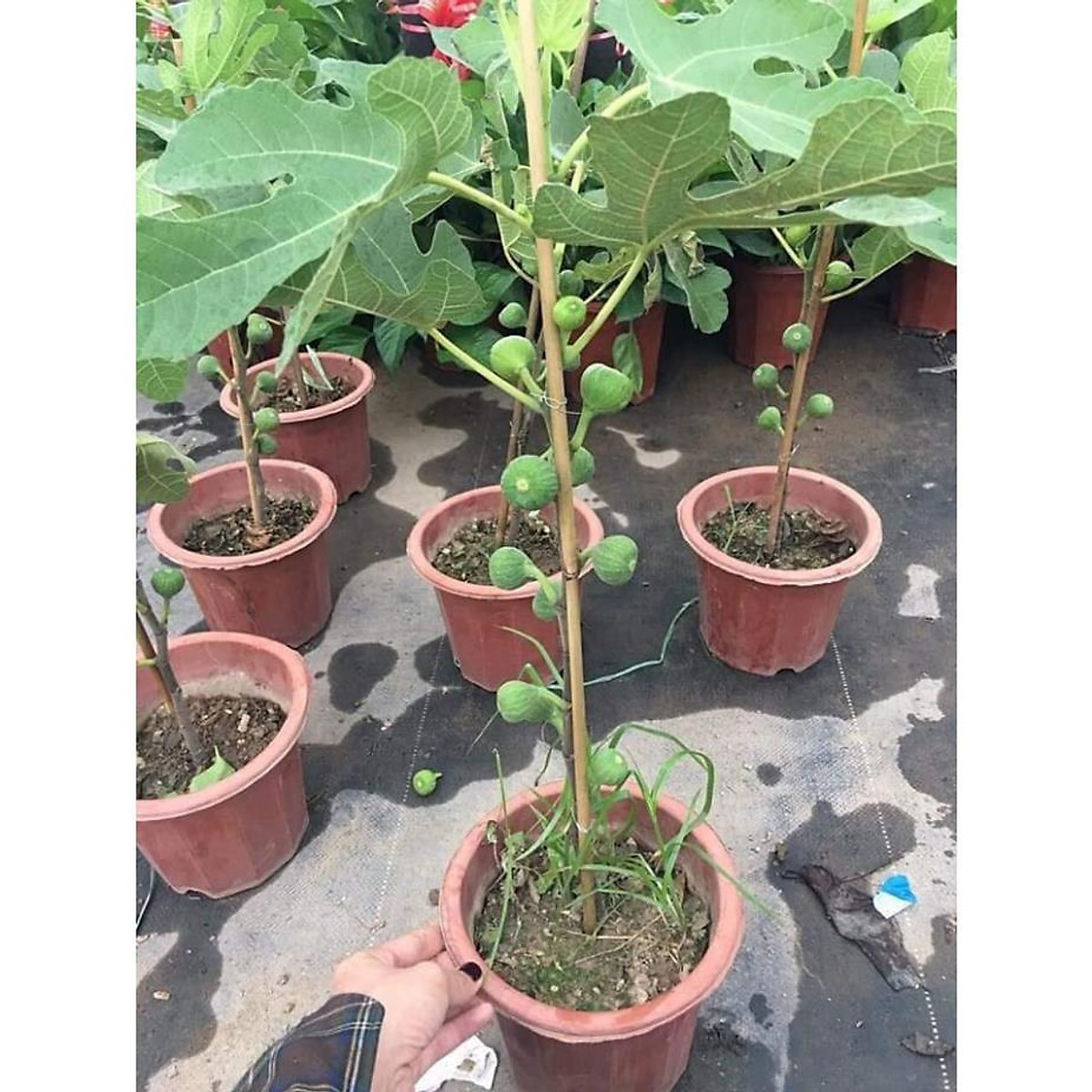 sản phẩm CÂY SUNG MỸ