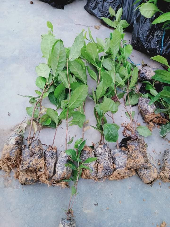 COM BO 2 CÂY GIỐNG TRÀ XANH UỐNG NƯỚC