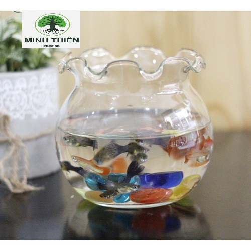 [HCM]Bể Cá Thủy Tinh Miệng Bèo  30cm x 25cm - B12