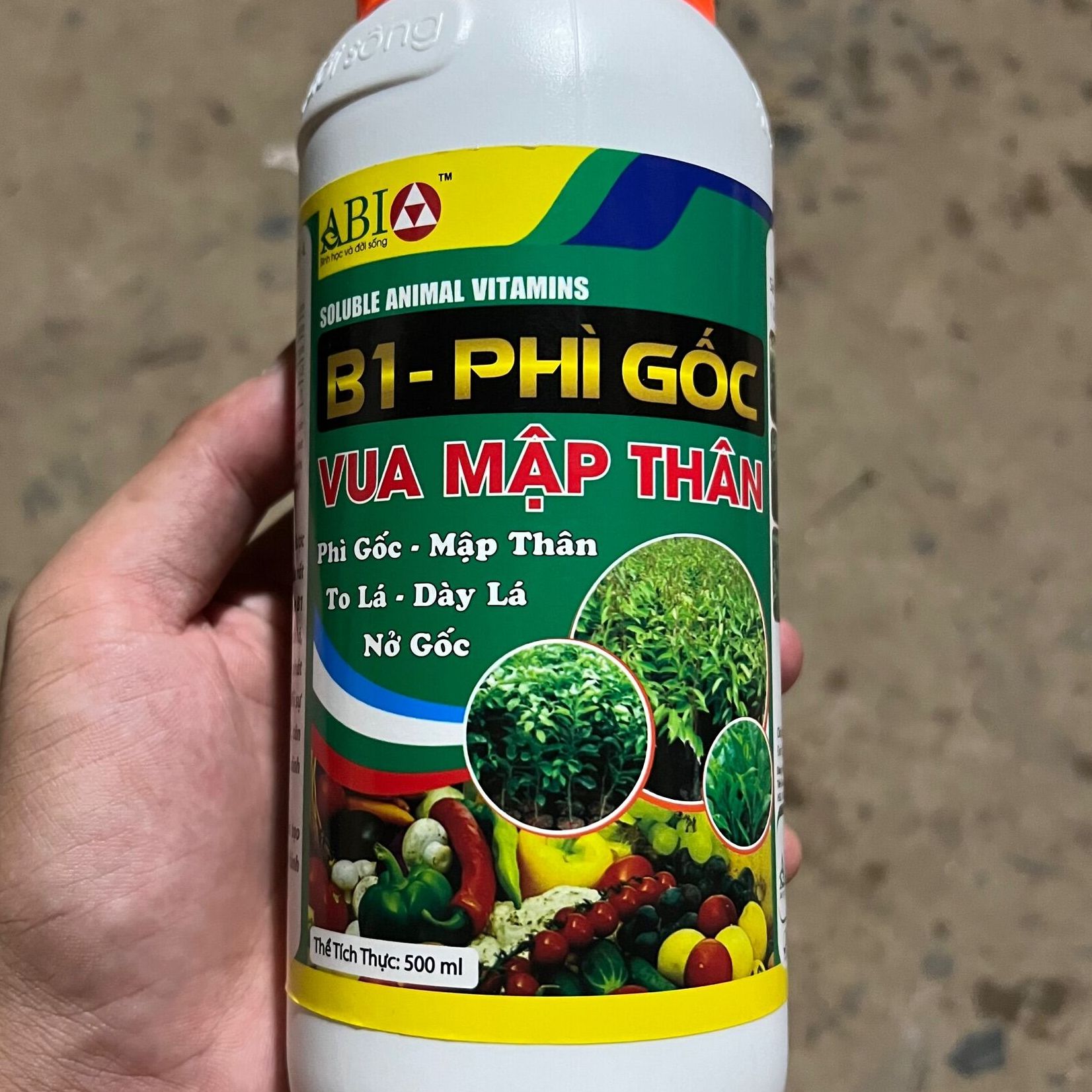 Mập cọng bự gốc nở ngọn chống vàng lá