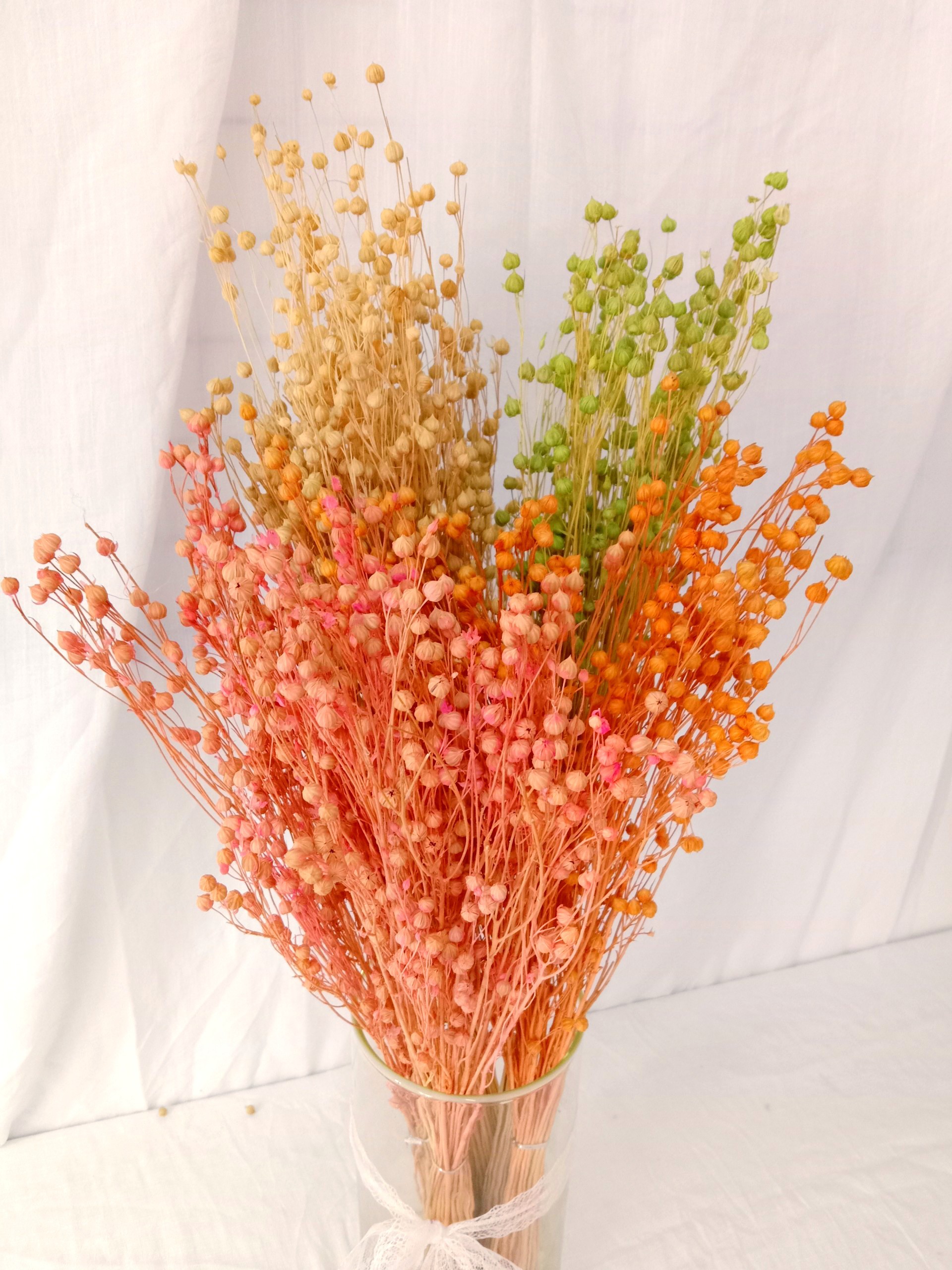 hoa khô flax, cỏ khô linum, cành hạt đậu