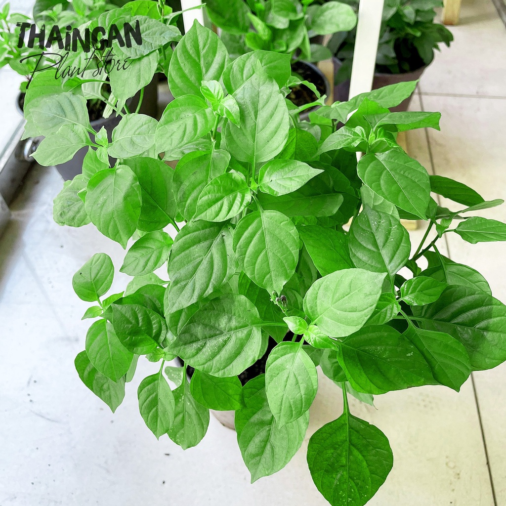 Bồ Ngót Nhật