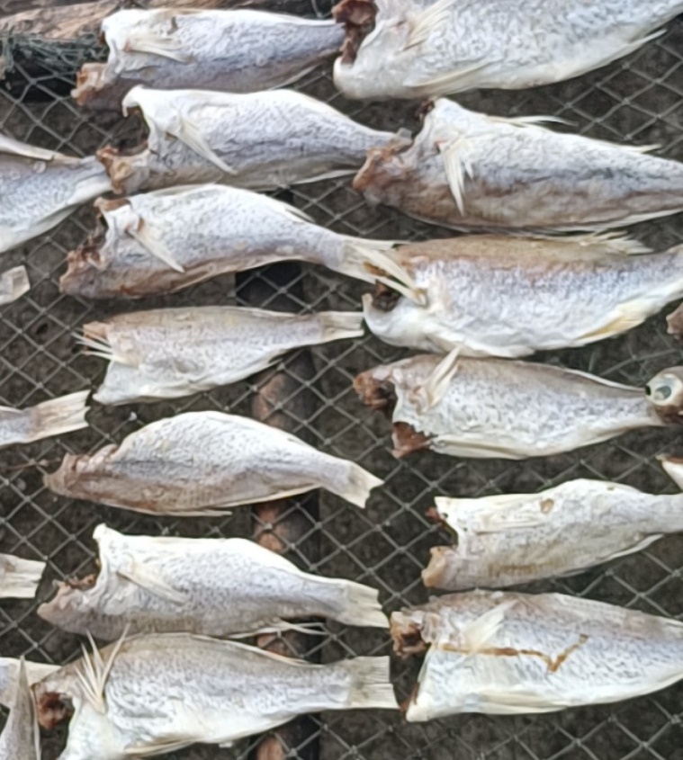Khô cá đù chàm nguyên con vị mặn vừa ăn tươi ngon 3 nắng-