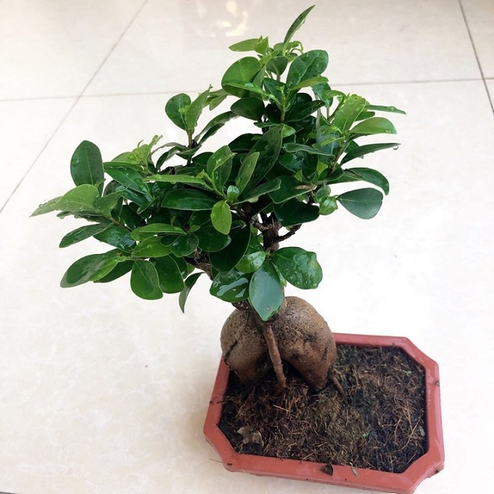CÂY SANH LÙN NHẬT BON SAI (SZE LỚN)