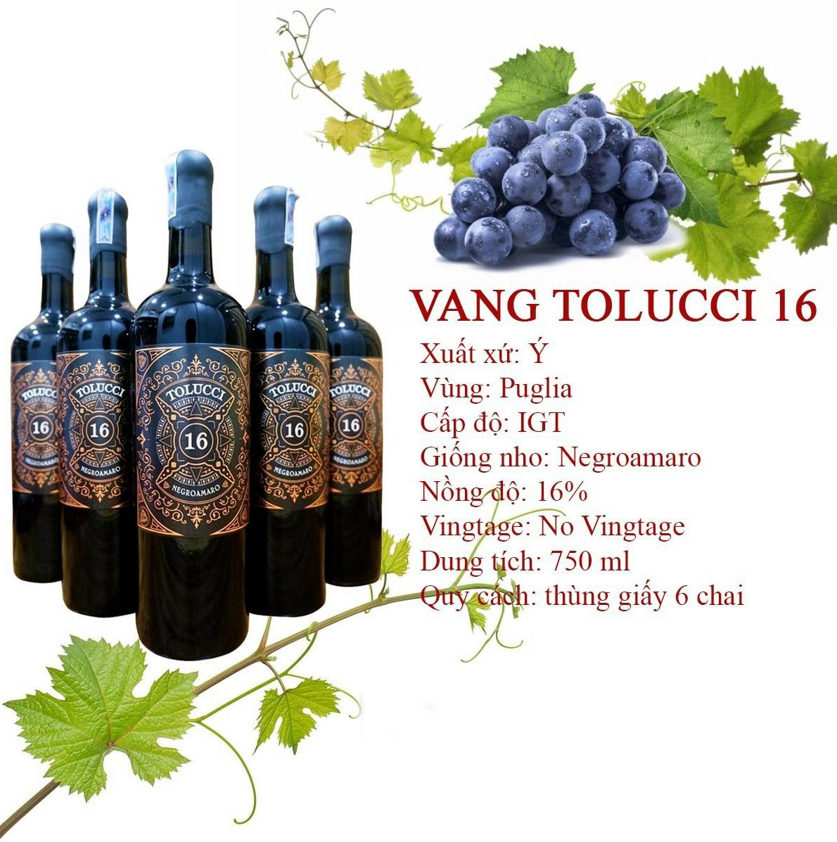 Vang đỏ Ý Tolucci 16 nhập khẩu chính hãng