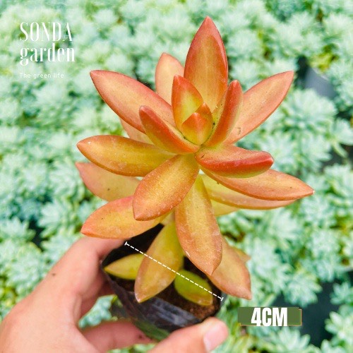 SEN ĐÁ ĐÁ CAM SIZE BÉ SIÊU KHOẺ ĐẸP LỖI 1 ĐỔI 1