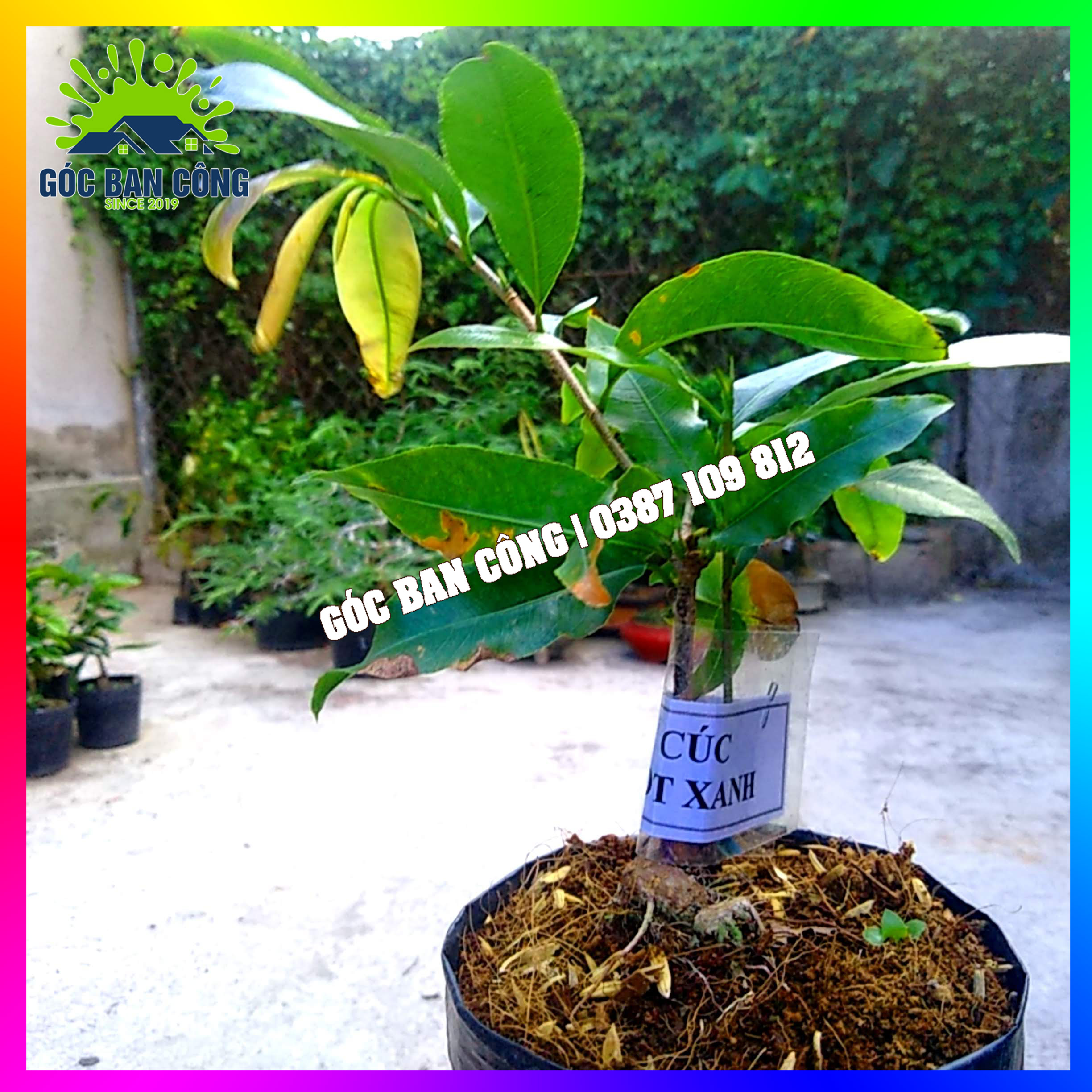 Cây Mai Cúc Đọt Xanh Gốc Quái Mini