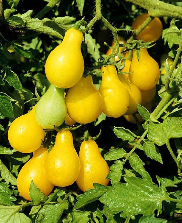Hạt giống cà chua quả lê vàng - Gói 30 Hạt