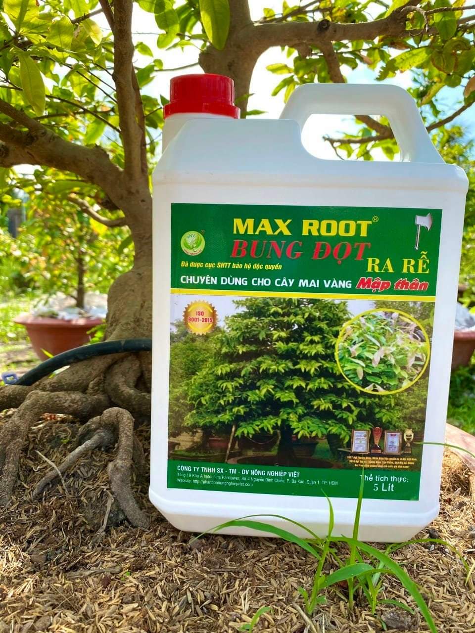 MAX ROOT BUNG ĐỌT RA RỄ MAI VÀNG CHAI 500ML