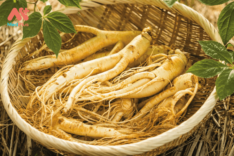 Hạt giống Nhân sâm Mỹ (gói 5 hạt)