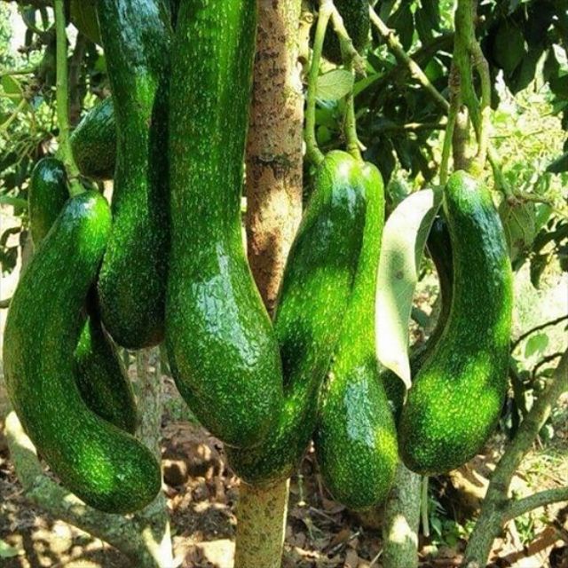 Cây Giống Bơ 034 ( 18 tháng cho thu hoạch)