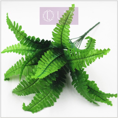 CÂY DƯƠNG XỈ CÂY GIẢ CỠ TRUNG LIZ62