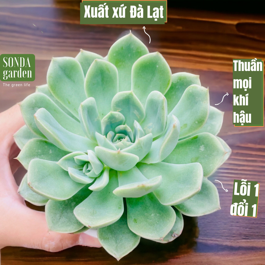 SEN ĐÁ LIÊN ĐÀI TRẮNG SIZE TRUNG BÌNH LỖI 1 ĐỔI 1