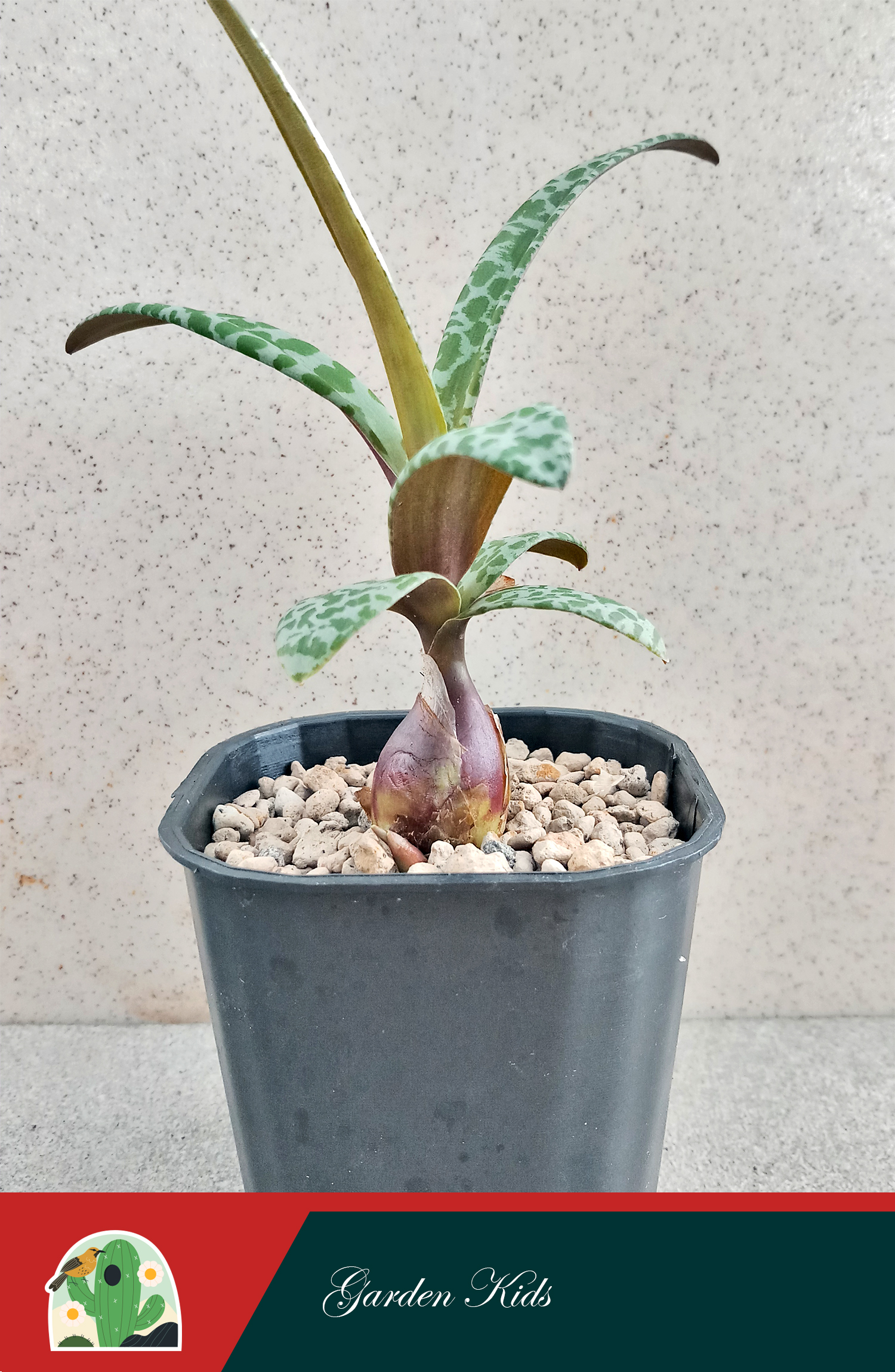 Sen đá hồ lô (Silver Squill)