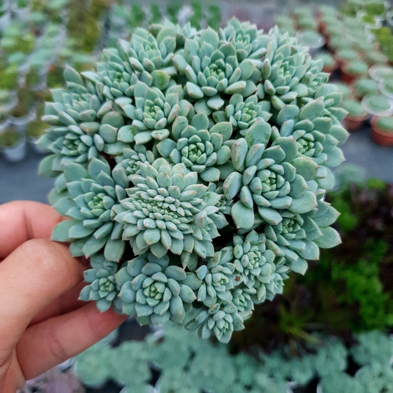 SEN ĐÁ NHÍM XANH SIZE TRUNG BÌNH LỖI 1 ĐỔI 1