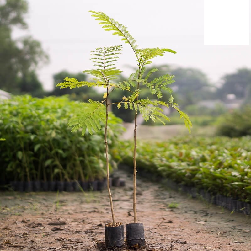 Giống cây lim xẹt, cây phượng vàng