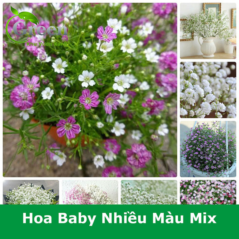 Hạt Giống Hoa Baby Nhiều Màu Hà Lan Trồng Chậu, Cắt Cành, Dễ Trồng