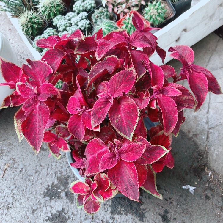 Chậu cây lá gấm đỏ