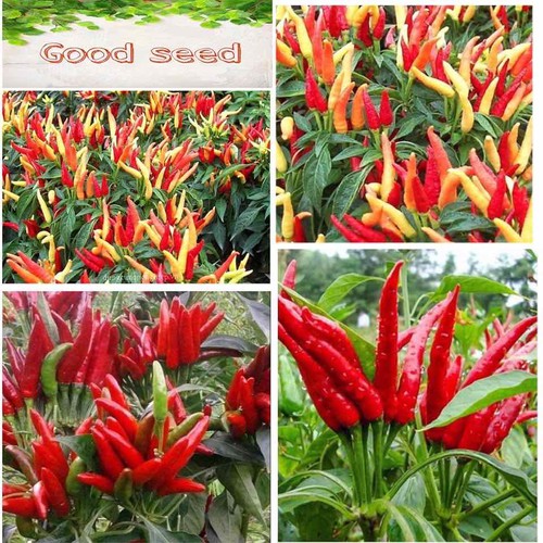 Hạt giống ớt chùm đỏ siêu cay Thái Lan - 30 hạt
