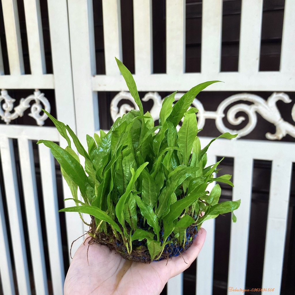 Cây thủy sinh dương xỉ Mỹ Nhân bụi tròn