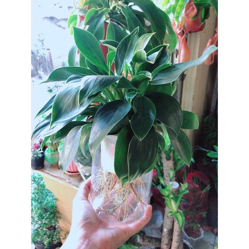 [HCM]Chậu Trầu Bà Đế Vương Thuỷ Sinh