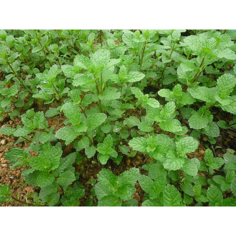 Hạt Bạc Hà Âu Húng Lũi - Gói 0.2 Gram