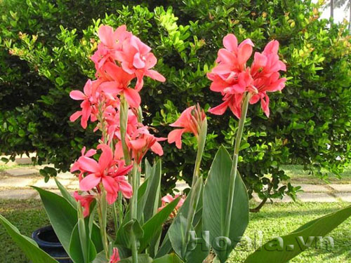 3 củ hoa chuối nước  3 màu ( vàng, hồng,đỏ)