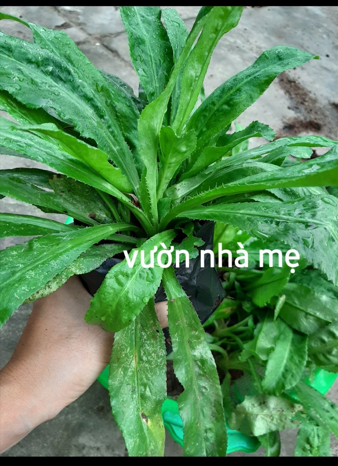 chậu 3 cây gia vị ngò gai ( ngò tàu)