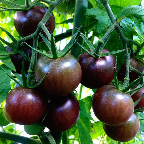 [HCM]5 Hạt giống cà chua socola sai trái