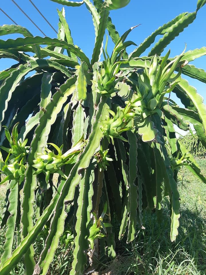 Mancozeb XANH TRỪ bệnh đốm trắng thanh long - THÁN THƯ ỚT - ĐỐM LÁ