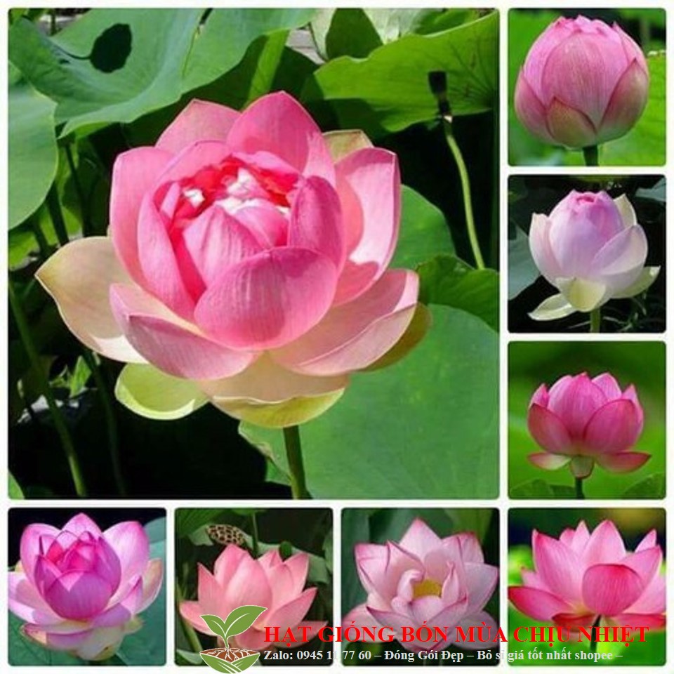 3D GÓI 5 HẠT GIỐNG SEN TA( SEN HỒNG VN)