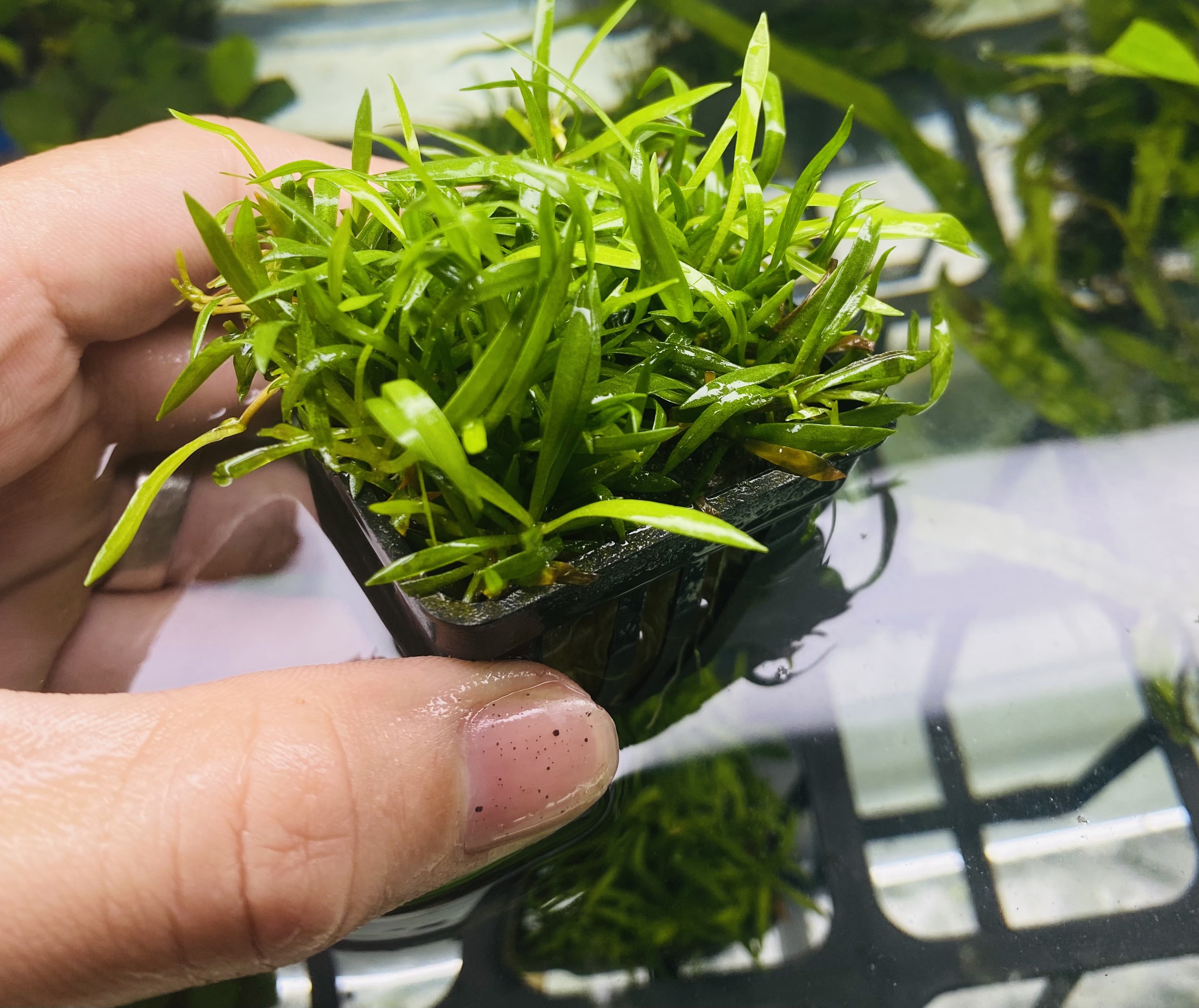 Cây thủy sinh Cỏ Đỏ dùng trang trí nền cực đẹp (LÁ CẠN)