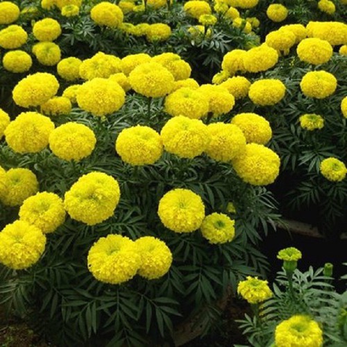 Hạt giống hoa Cúc Vạn Thọ - Sao Thần nông