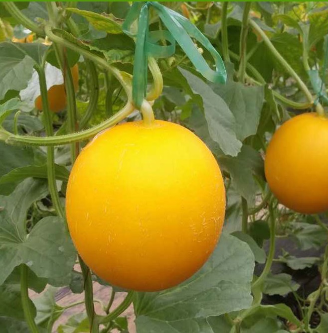 Hạt giống Dưa lê vỏ vàng kim cô nương (Gói 20 hạt)