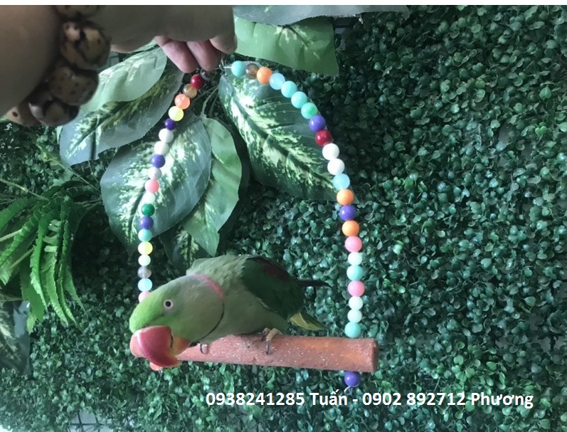 Xích đu cho vẹt nhỏ