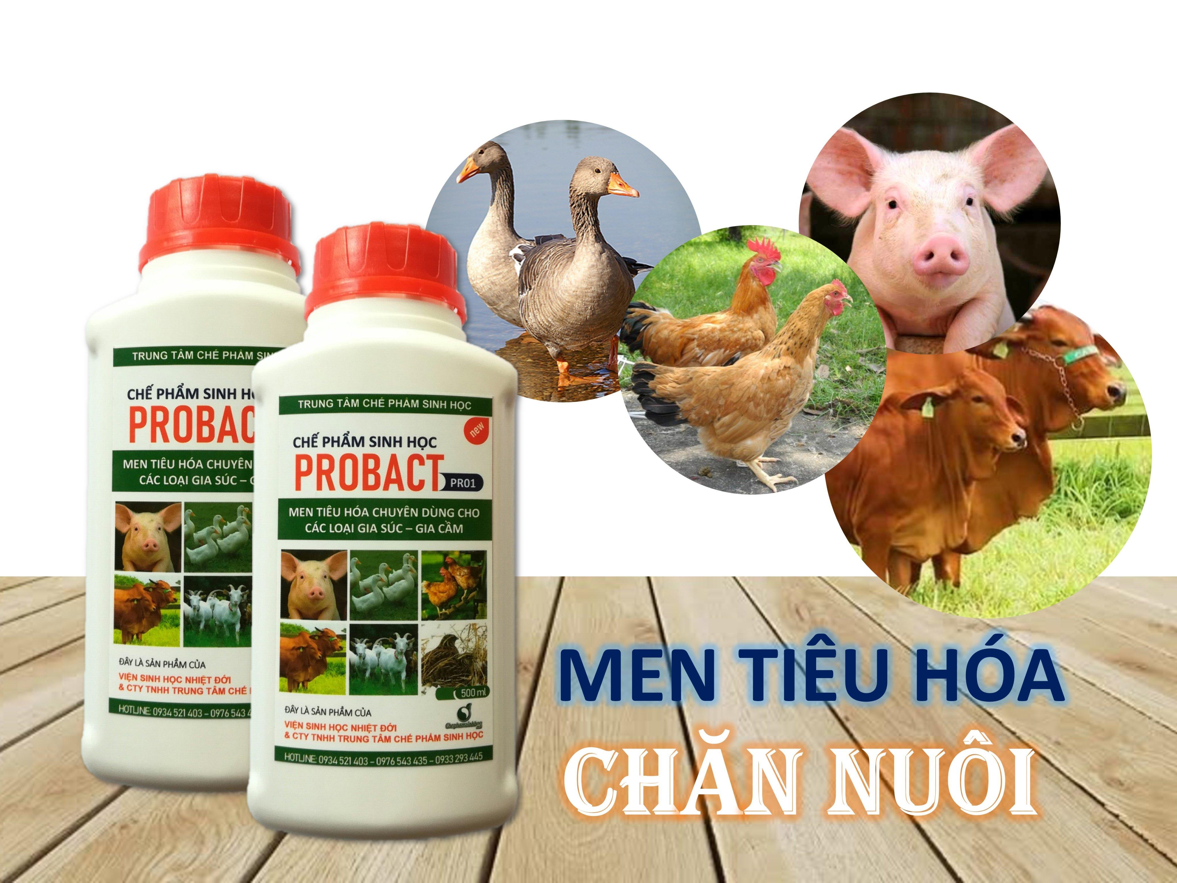 Men tiêu hóa  PROBACT cho gia cầm, gia súc
