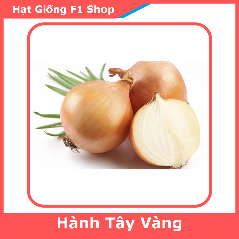 Hạt Giống Hành Tây Vàng Chắc Thịt (114.F1)