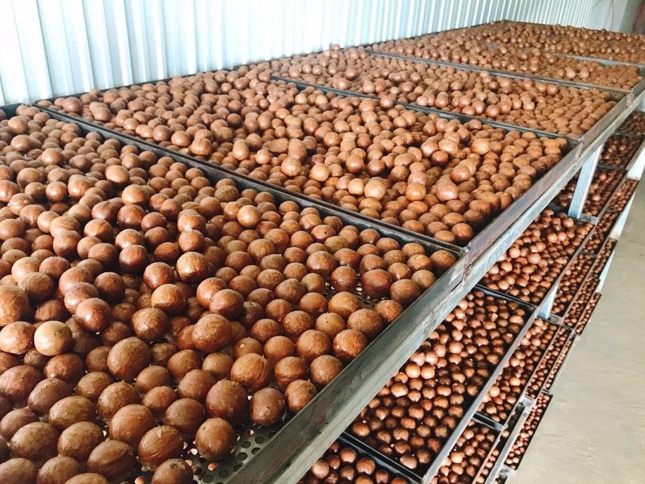 500 GRAM HẠT MACCA DAKLAK NỨT VỎ SẤY CHÍN