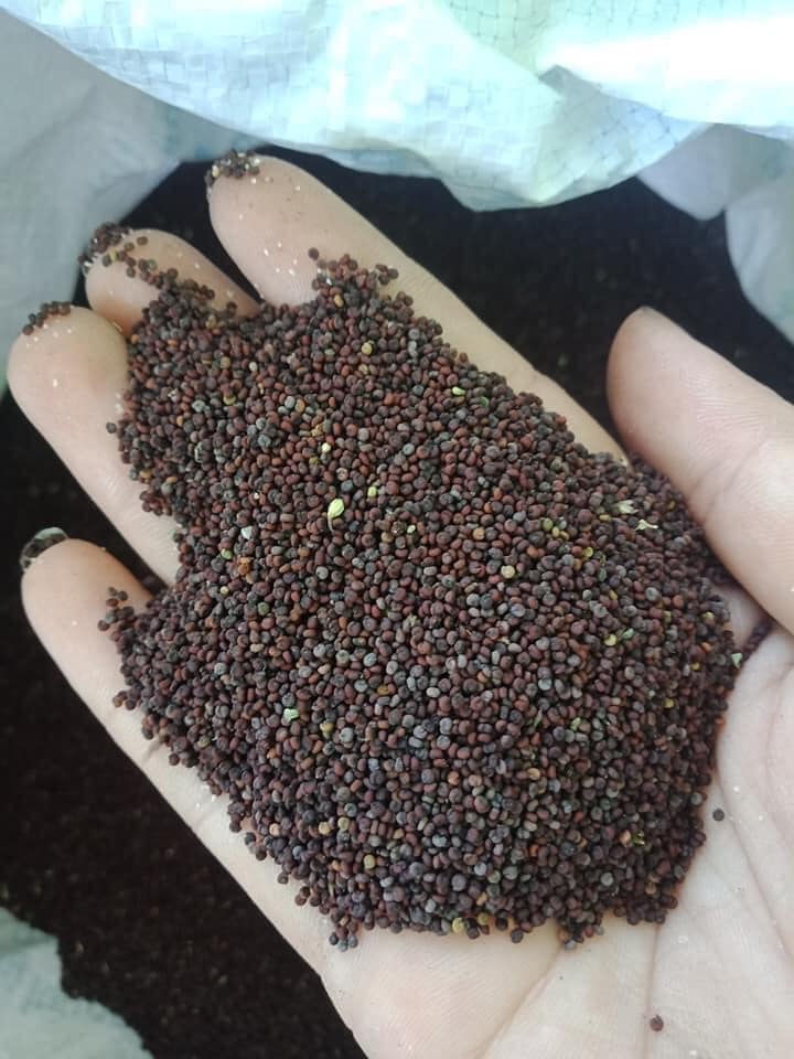 1kg Hạt Mần Ri Hoa Vàng
