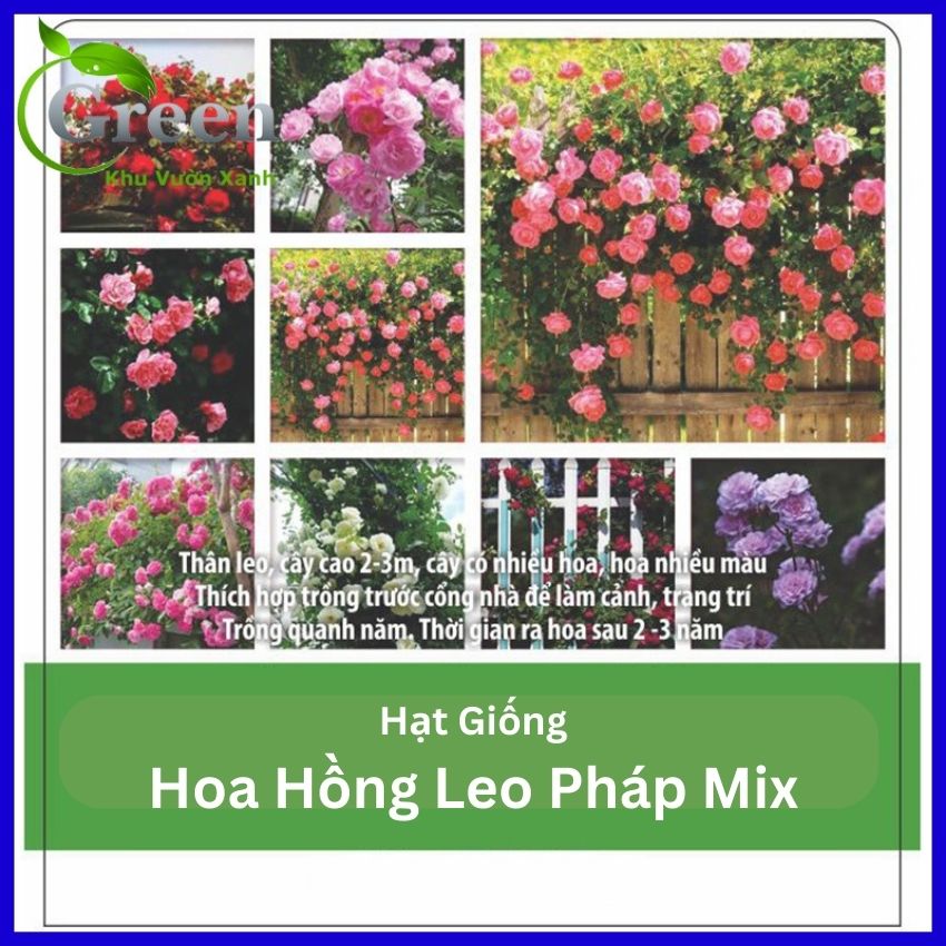 Hạt giống hoa hồng leo pháp nhiều màu mix - 20 hạt