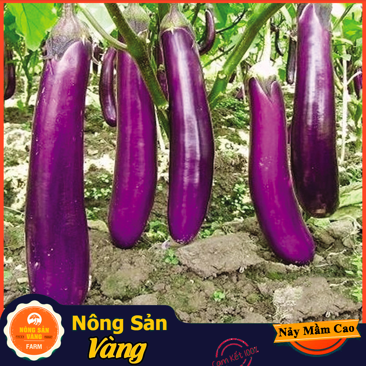 Long heart lilac seeds (1 gram package)-shallow yellow