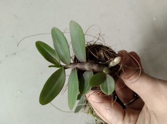 Phi điệp Châu Như gieo hạt